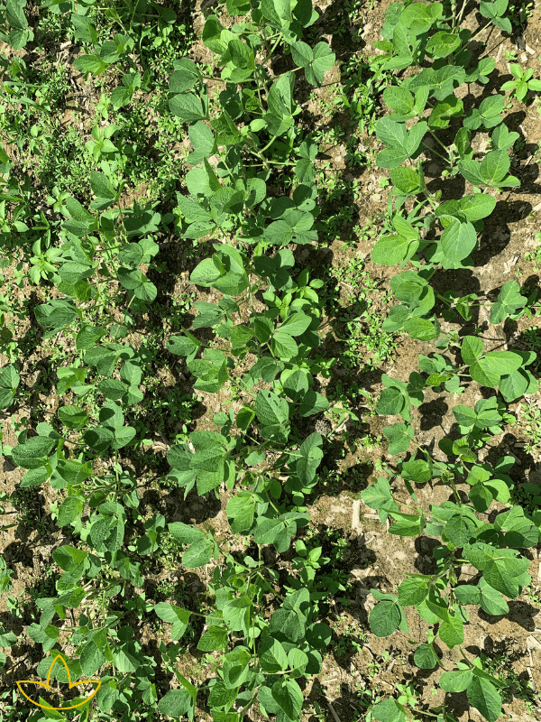 herbicide