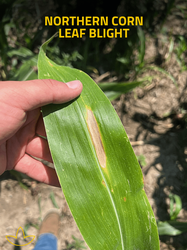 Norther Corn Leaf Blight