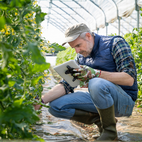 Man checking a plant in a greenhouse