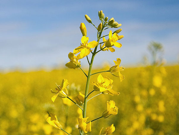 Blossoming plant in field