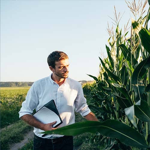 Photo of SGS Crop Advisor wearing white shirt inspecting healthy corn crop in sunny farm field