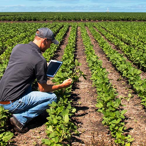 Photograph of SGS Crop Advisor monitoring plant health and collecting field data on tablet computer amongst healthy row crops.
