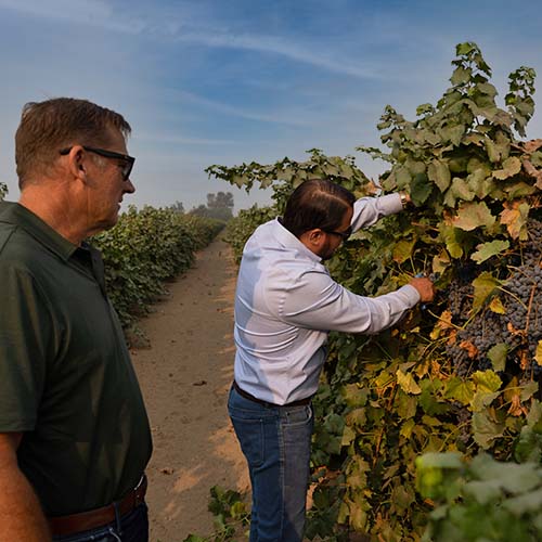 Photo of SGS Crop Advisor and grower closely examining healthy grape vines in large vineyard.