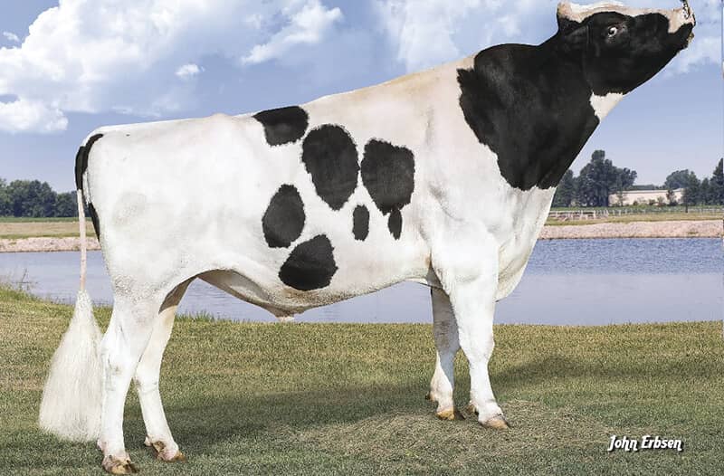 Montross Cow Image