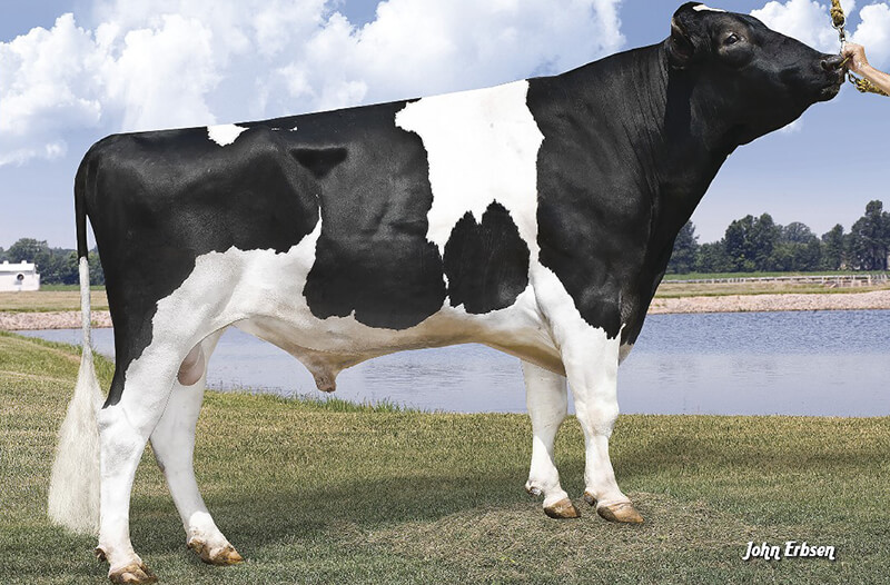 Supersire Cow Image