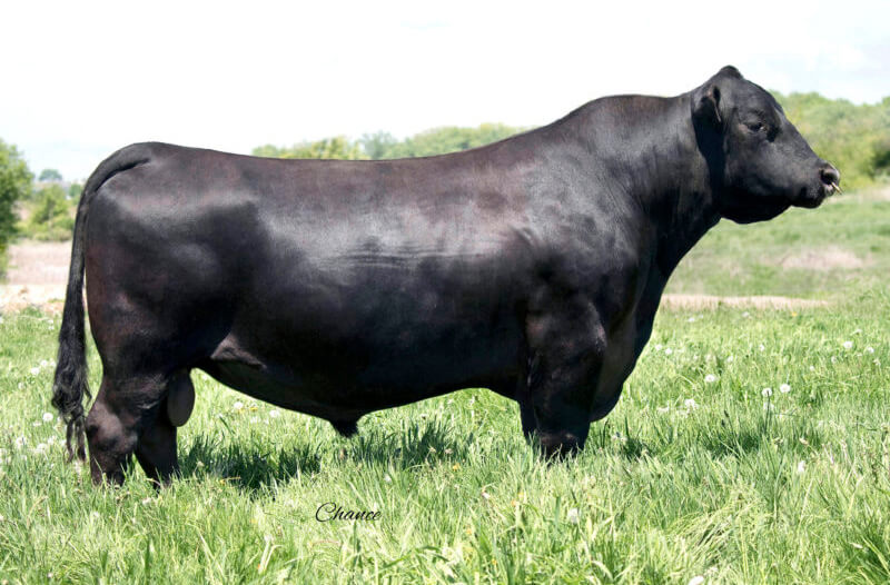 Jindra Cow Image