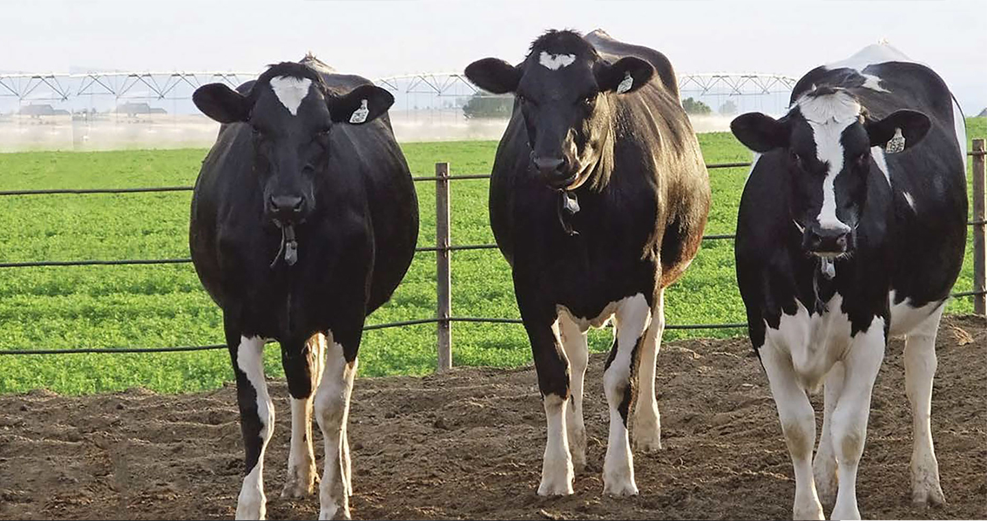 HeardBuilder Three Cow Hero Image