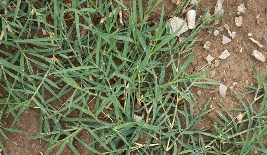 Bermuda grass turf weed growing in dirt