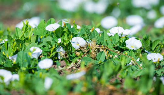 A carpet of green bindweed with white flowers