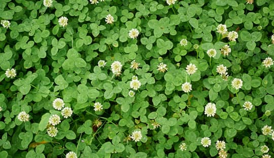 Cluster of green clover weeds with white flowers