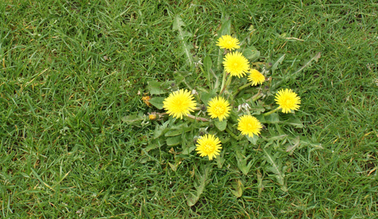 A large cluster of yellow dandelion next to green turf grass