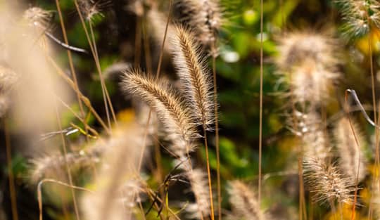 Group of fuzzy foxtail turf weeds