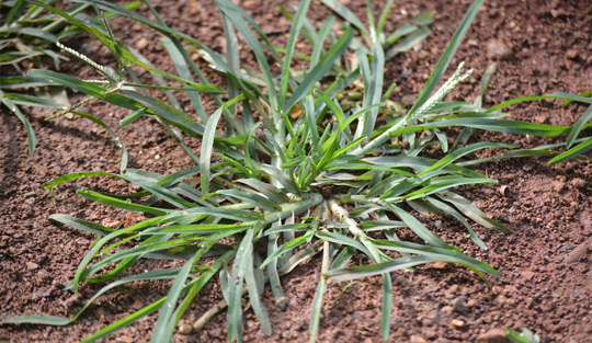 Large patch of goose grass growing in dirt