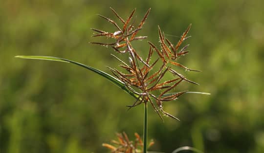The end of a brown nutsedge turf weed
