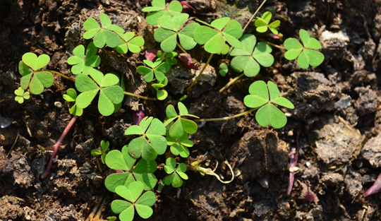 Oxalis turf weed