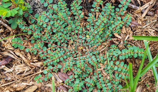Spotted spurge turf weed