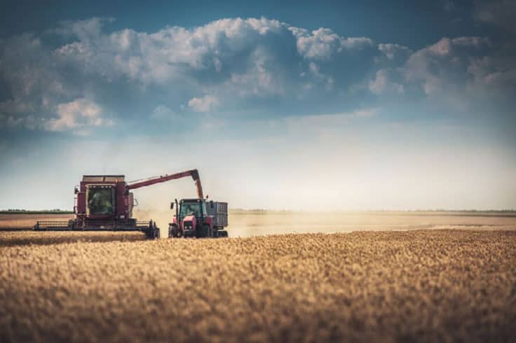 Combine feeding cargo in a wheat field