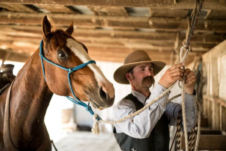 Cowboy tying a horse