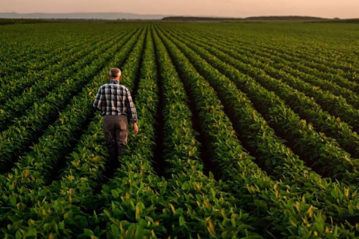 Potato grower walking down field