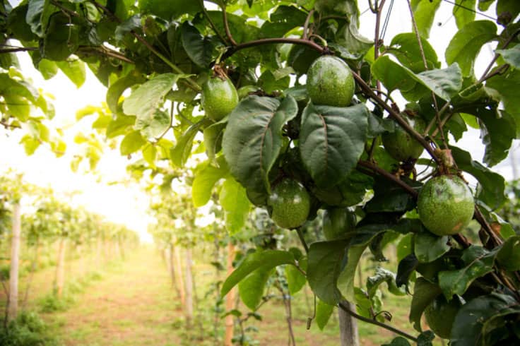 Green fruits in orchard