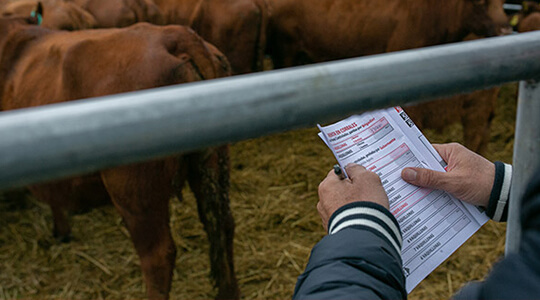 Image of brown cattle in cattle auction pen being observed by Simplot livestock staff who is recording data in a notebook.