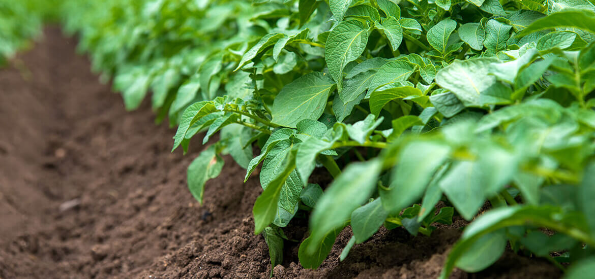 Picture of a row of  healthy green potato plants in a mounded row of rich brown soil. 