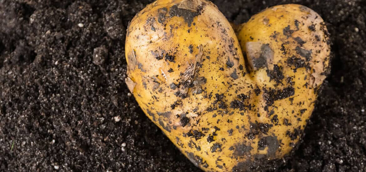 Image of a unique heart-shaped diploid potato laying on the ground in dark black soil. 