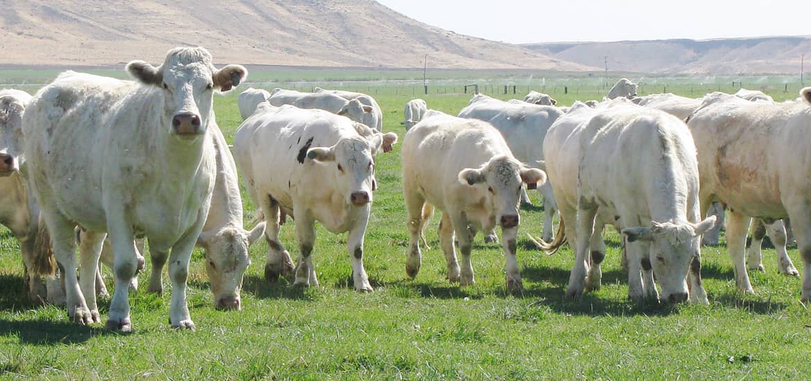 Picture of Charolais breed beef cattle herd grazing in high desert pasture near Grand View, Idaho.