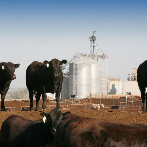 Image of Angus crossbreed cattle standing in feedlot paddock at Simplot Burbank, Washington feedlot.