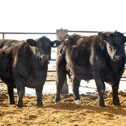 Picture of two Angus bulls standing in the sunshine in a feedlot pen.