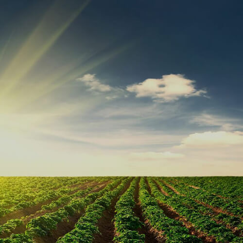 Picture of mounded rows of potatoes growing under a partly cloudy blue sky at sunrise.