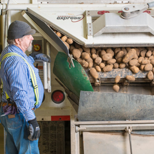 Photo of professional transportation worker observing potatoes unloading from semi trailer.