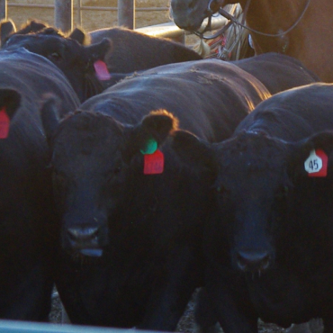 Image of three optimal weight beef cattle being herded by cowboy on horseback.