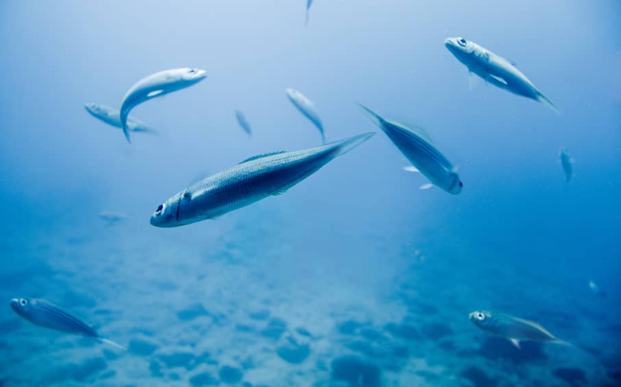Fish swimming in a shallow ocean reef
