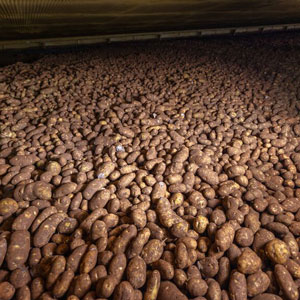 Ulverstone grown potatoes