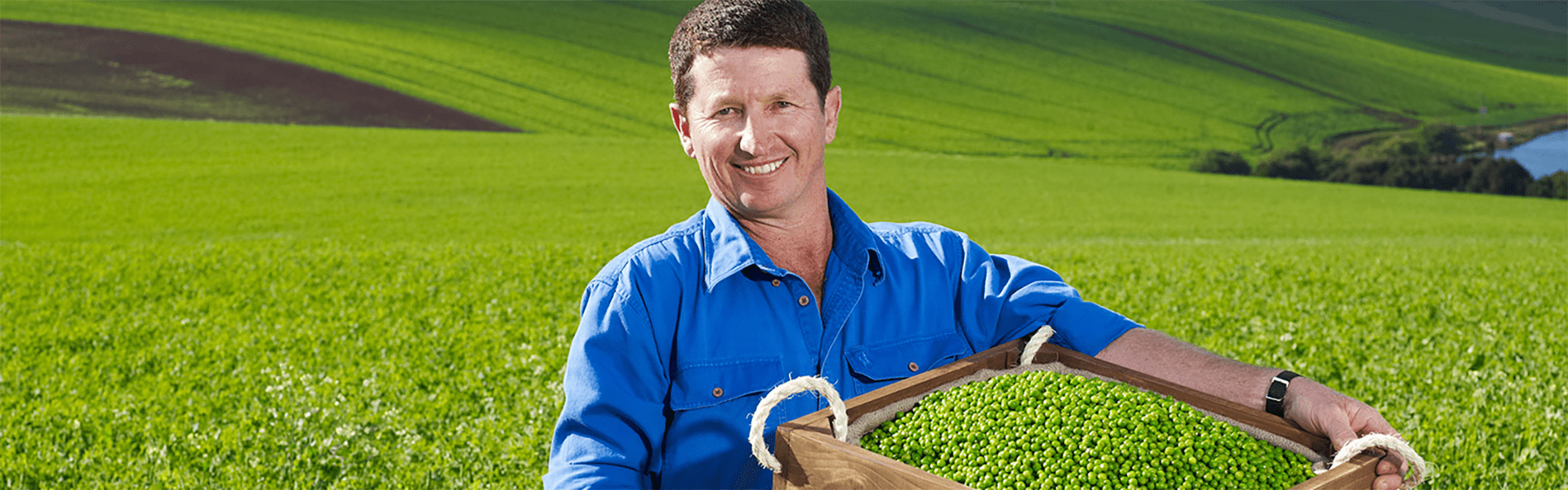Man in field holding a basket of peas