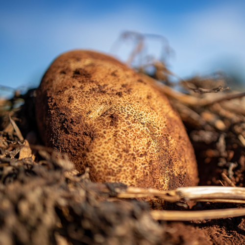 Sustainability Planet Potato