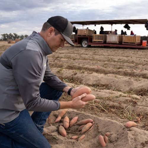 Man looking at Sweet Potatoes in field