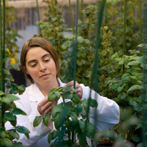 Woman researching plants in a greenhouse